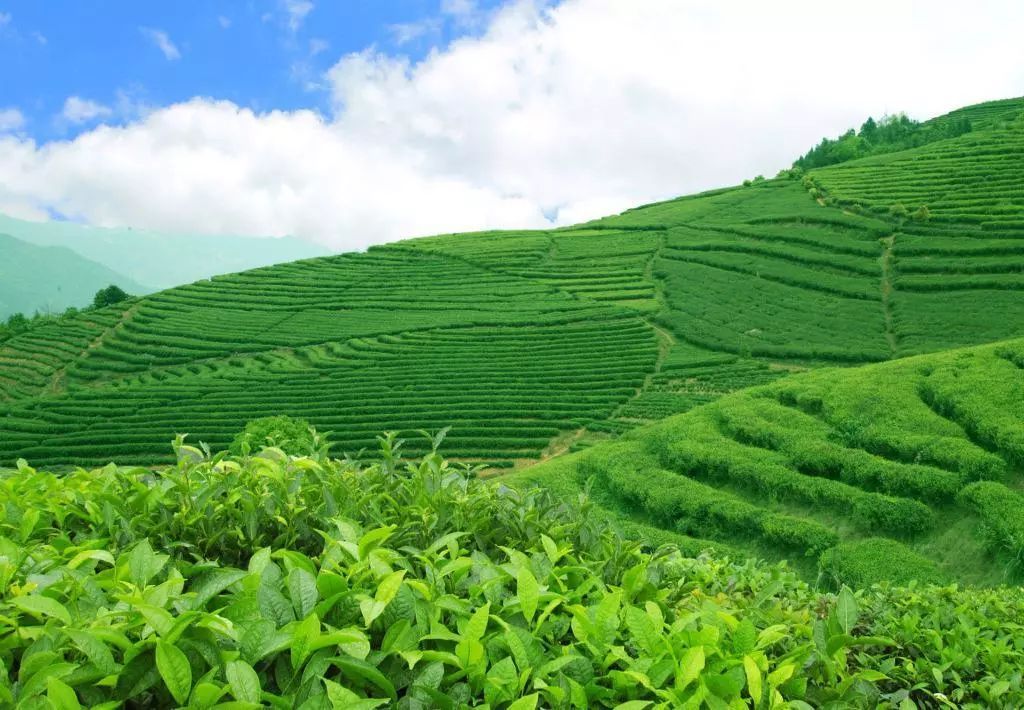 中國茶葉百強榜單揭曉，誰摘得桂冠？